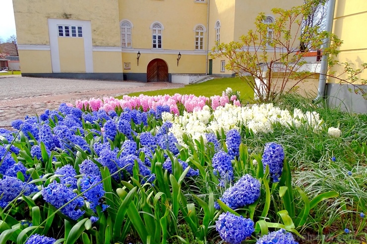 Ventspils Livonijas ordeņa pils ieskauta pavasara ziedos 282339