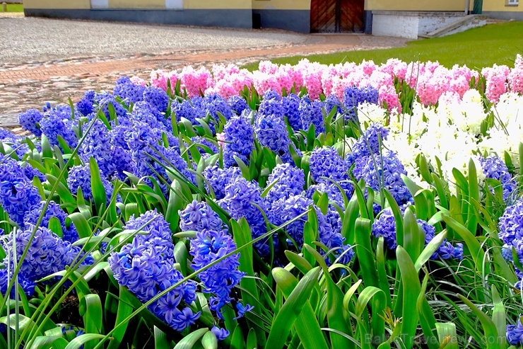 Ventspils Livonijas ordeņa pils ieskauta pavasara ziedos 282340