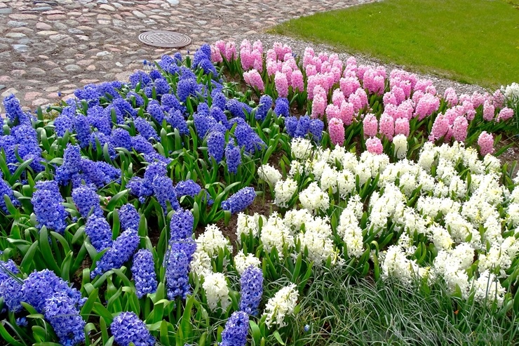 Ventspils Livonijas ordeņa pils ieskauta pavasara ziedos 282343