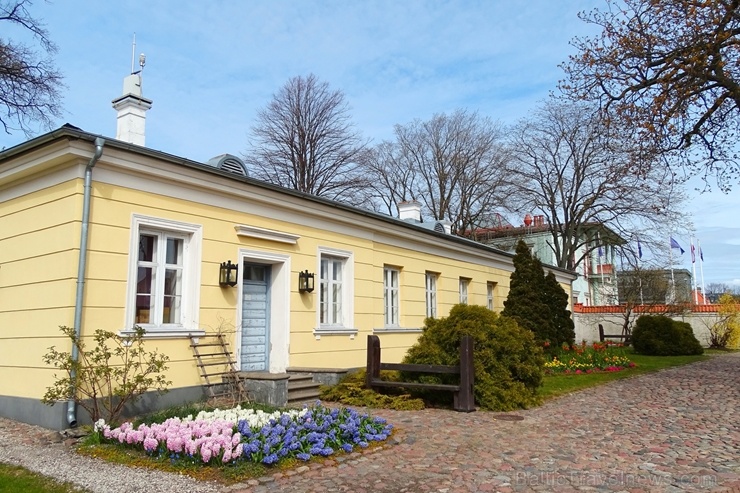Ventspils Livonijas ordeņa pils ieskauta pavasara ziedos 282345