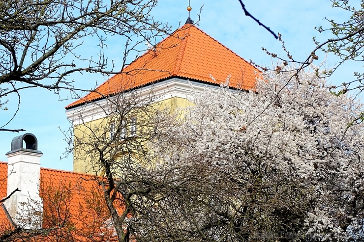 Ventspils Livonijas ordeņa pils ieskauta pavasara ziedos 282351