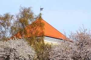 Ventspils Livonijas ordeņa pils ieskauta pavasara ziedos 3
