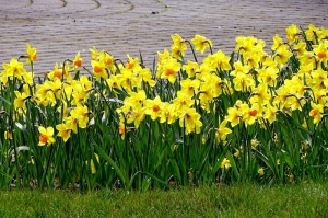 Ventspils Livonijas ordeņa pils ieskauta pavasara ziedos 7