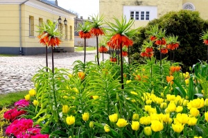 Ventspils Livonijas ordeņa pils ieskauta pavasara ziedos 16