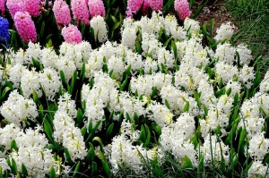 Ventspils Livonijas ordeņa pils ieskauta pavasara ziedos 21