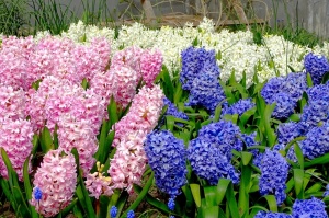 Ventspils Livonijas ordeņa pils ieskauta pavasara ziedos 23