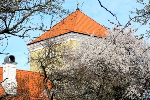 Ventspils Livonijas ordeņa pils ieskauta pavasara ziedos 30