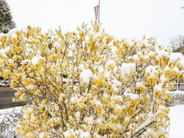 Latgalē un Vidzemē ziedošo pavasari uz brīdi nomaina balta ziema 40