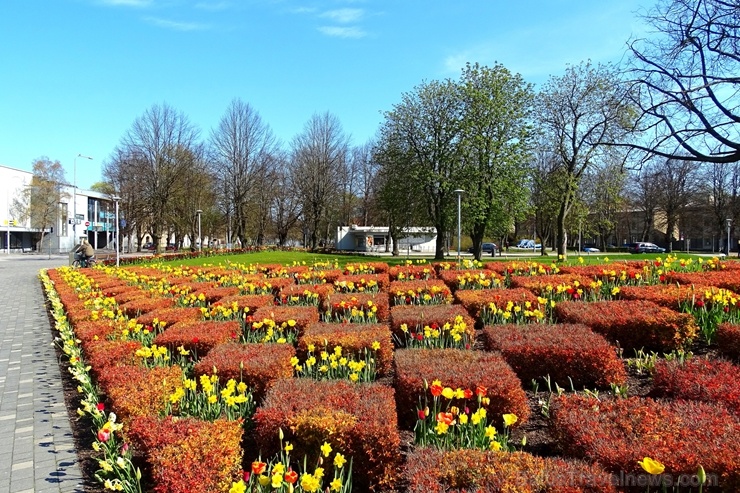 Ventspils ietērpta neskaitāmos pavasara ziedos 282451