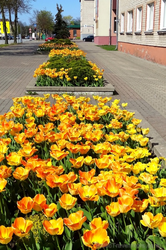 Ventspils ietērpta neskaitāmos pavasara ziedos 282458