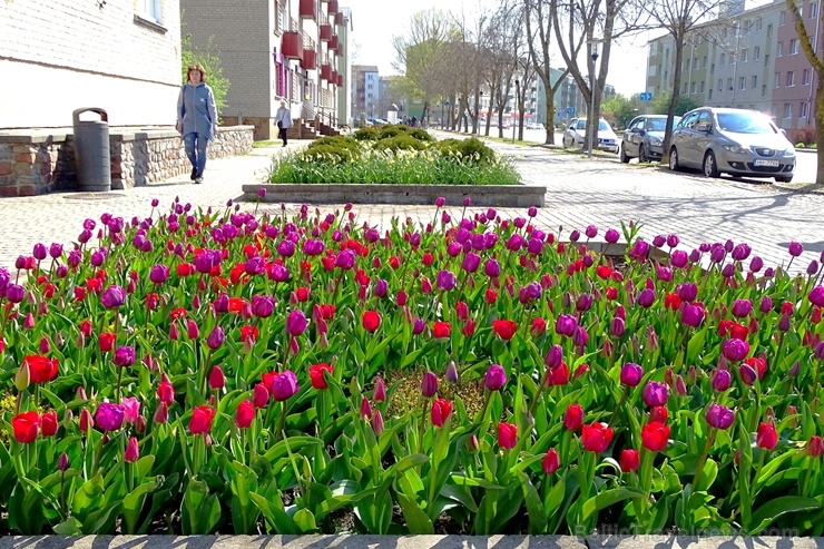 Ventspils ietērpta neskaitāmos pavasara ziedos 282461