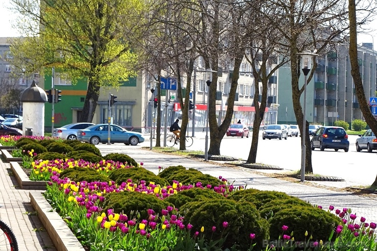 Ventspils ietērpta neskaitāmos pavasara ziedos 282463