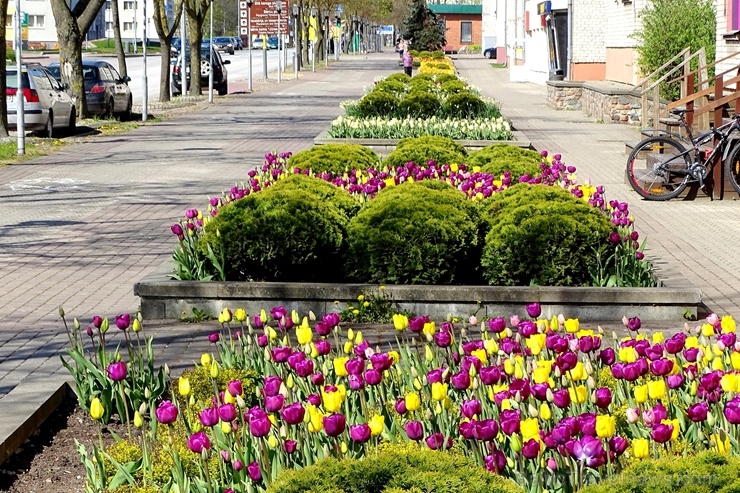 Ventspils ietērpta neskaitāmos pavasara ziedos 282466