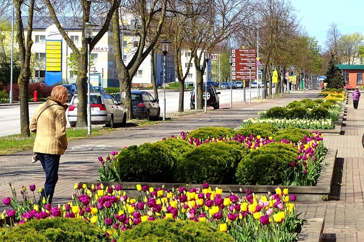 Ventspils ietērpta neskaitāmos pavasara ziedos 282467