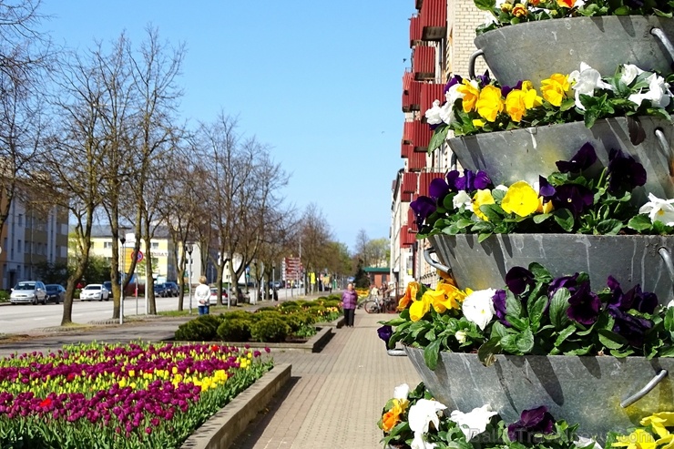 Ventspils ietērpta neskaitāmos pavasara ziedos 282469