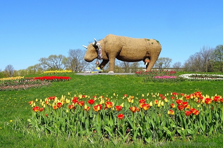 Ventspils ietērpta neskaitāmos pavasara ziedos 282477