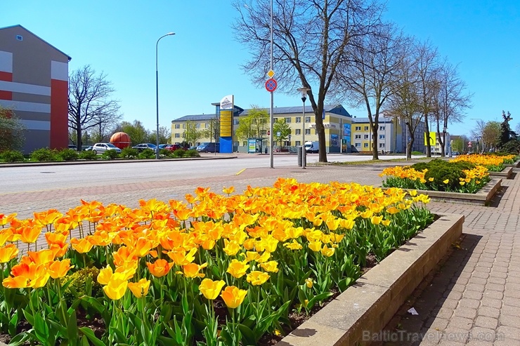 Ventspils ietērpta neskaitāmos pavasara ziedos 282483