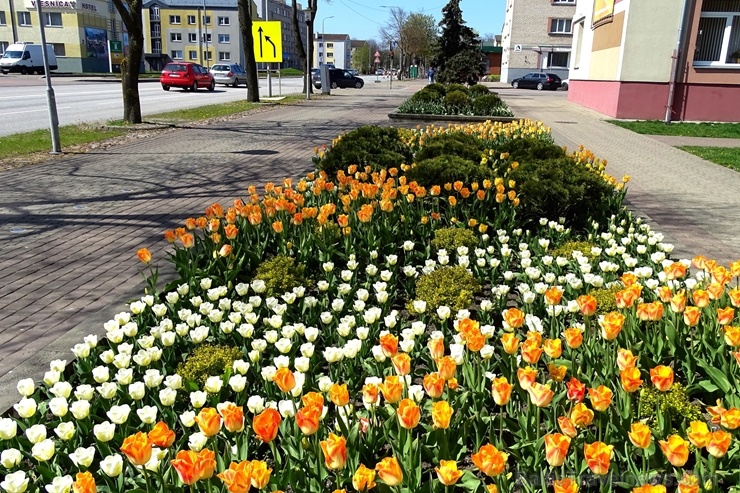 Ventspils ietērpta neskaitāmos pavasara ziedos 282485