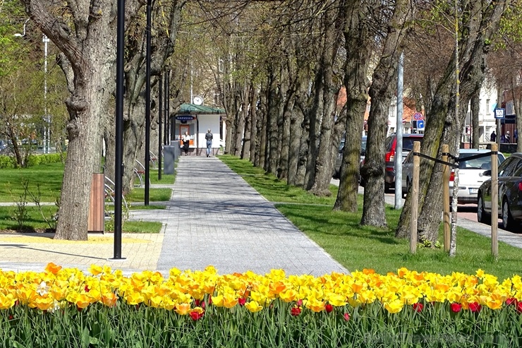 Ventspils ietērpta neskaitāmos pavasara ziedos 282490