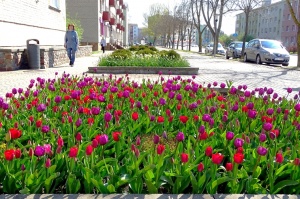 Ventspils ietērpta neskaitāmos pavasara ziedos 15