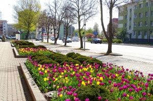 Ventspils ietērpta neskaitāmos pavasara ziedos 18