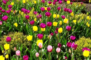 Ventspils ietērpta neskaitāmos pavasara ziedos 19