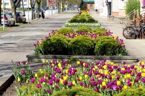 Ventspils ietērpta neskaitāmos pavasara ziedos 20