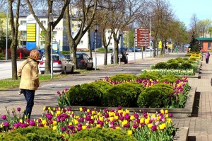 Ventspils ietērpta neskaitāmos pavasara ziedos 21
