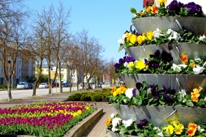 Ventspils ietērpta neskaitāmos pavasara ziedos 24