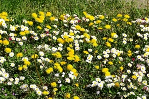 Ventspils ietērpta neskaitāmos pavasara ziedos 25