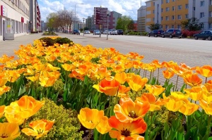Ventspils ietērpta neskaitāmos pavasara ziedos 38