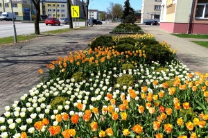 Ventspils ietērpta neskaitāmos pavasara ziedos 39