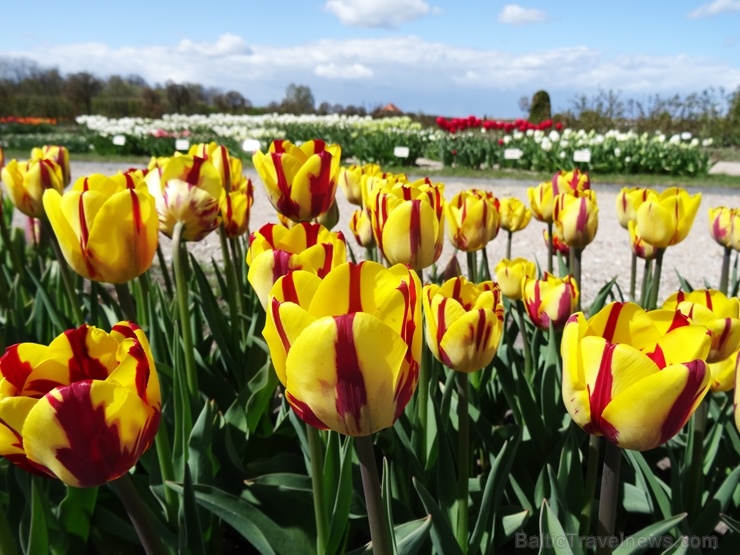 Rundāles pils franču dārzā pilnā plaukumā zied tulpes un augļukoki 282538