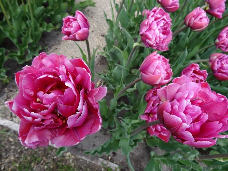 Rundāles pils franču dārzā pilnā plaukumā zied tulpes un augļukoki 282545