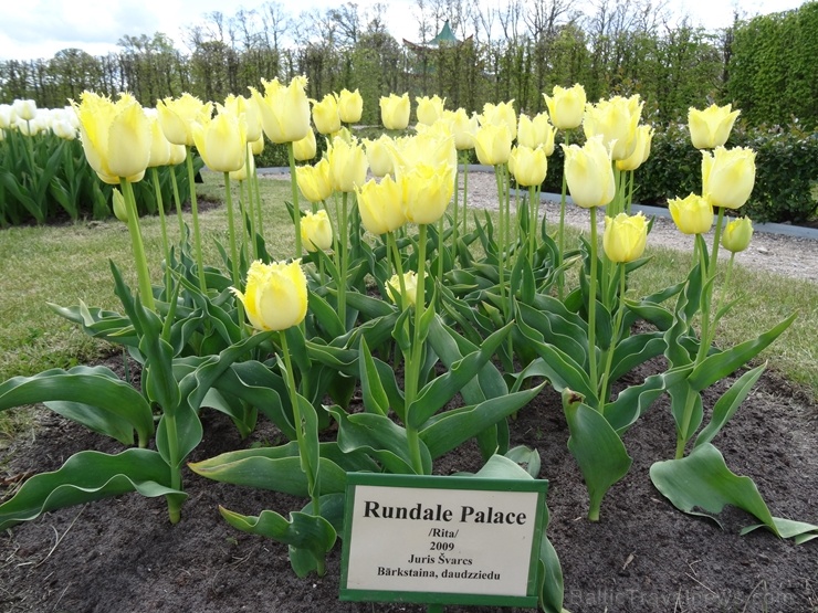 Rundāles pils franču dārzā pilnā plaukumā zied tulpes un augļukoki 282550