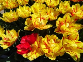 Rundāles pils franču dārzā pilnā plaukumā zied tulpes un augļukoki 4