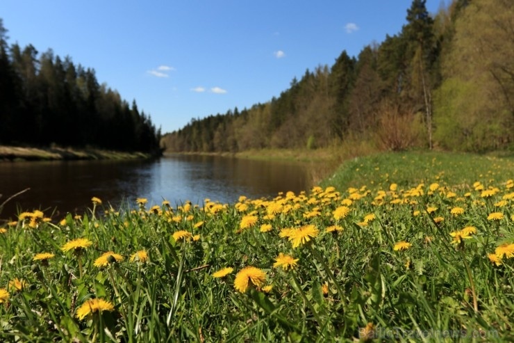 Pārgājienu maršruts no Valmieras līdz Sīmanēnu svētozolam atklāj pavasarīgas ainavas 282813