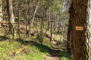 Pārgājienu maršruts no Valmieras līdz Sīmanēnu svētozolam atklāj pavasarīgas ainavas 6