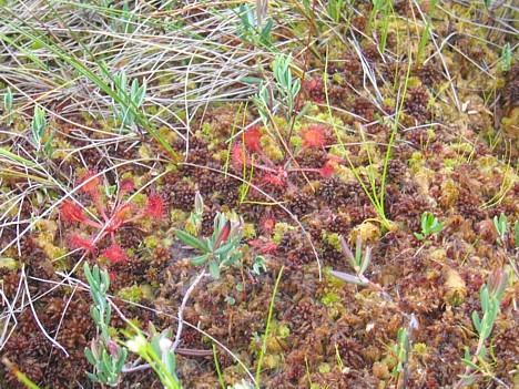 Daži augi īpaši ir pielāgojušies dzīvei augstajā purvā. Piemēram, rasene (sarkanais augs) iegūst barības vielas, ķerot un izšķīdinot kukaiņus uz savām 15276