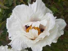 Dobeles Ceriņu dārzā var baudīt pasakaino ziedu dažādību 11