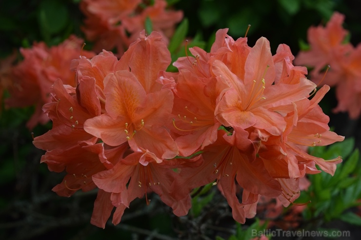 Nacionālajā botāniskajā dārzā Salaspilī krašņi zied rododendri 283688