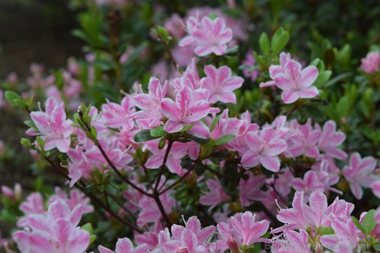 Nacionālajā botāniskajā dārzā Salaspilī krašņi zied rododendri 283689