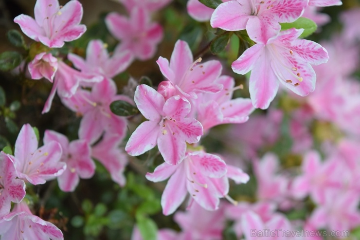 Nacionālajā botāniskajā dārzā Salaspilī krašņi zied rododendri 283690