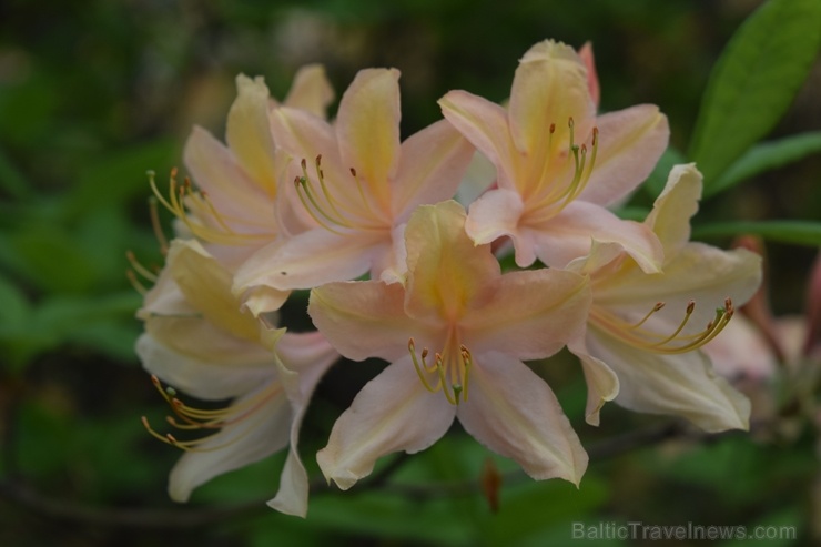 Nacionālajā botāniskajā dārzā Salaspilī krašņi zied rododendri 283691