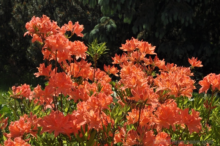 Nacionālajā botāniskajā dārzā Salaspilī krašņi zied rododendri 283693