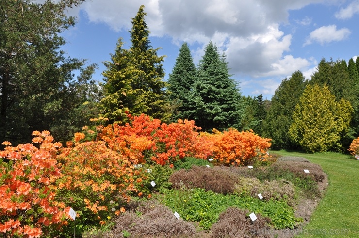 Nacionālajā botāniskajā dārzā Salaspilī krašņi zied rododendri 283695