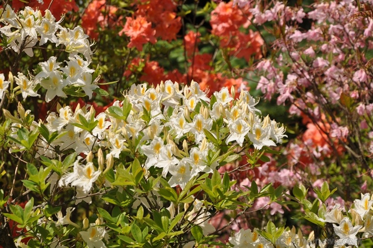 Nacionālajā botāniskajā dārzā Salaspilī krašņi zied rododendri 283697