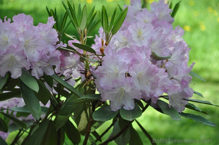 Nacionālajā botāniskajā dārzā Salaspilī krašņi zied rododendri 283699