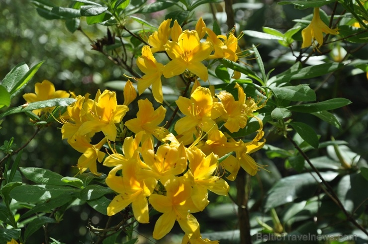 Nacionālajā botāniskajā dārzā Salaspilī krašņi zied rododendri 283700