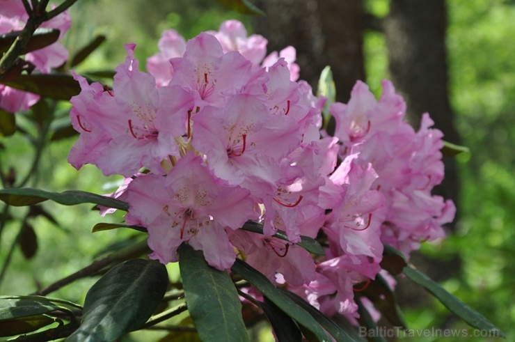 Nacionālajā botāniskajā dārzā Salaspilī krašņi zied rododendri 283701
